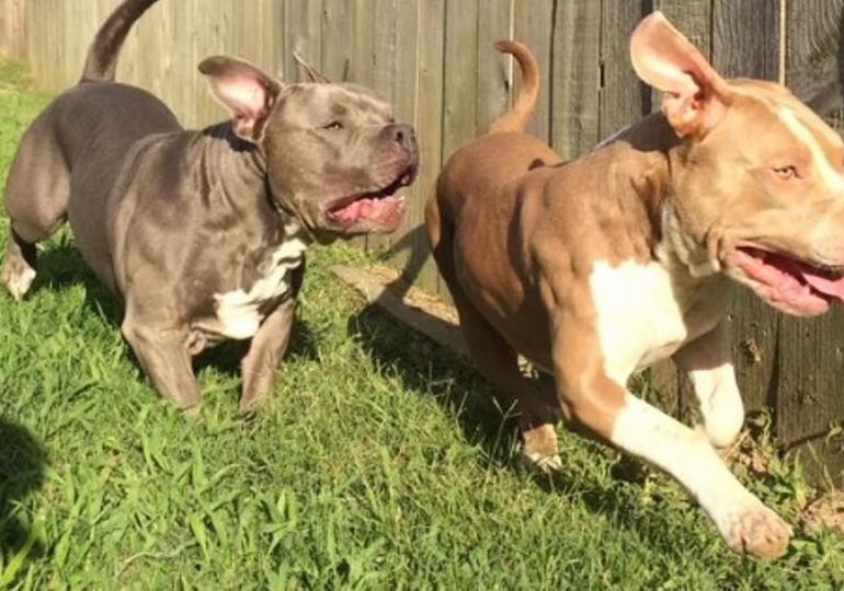 Mueren dos niños tras ataque de sus perros pitbull