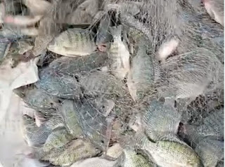 Primera produccion de tilapia en Sabaneta: pescadores dan paso histórico con apoyo de GoldQuest