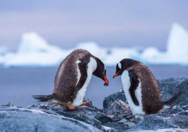 Los pingüinos se arrodillan para declararse a su pareja