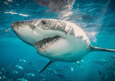 Ataque de tiburón en Florida provoca graves heridas a niña de nueve años